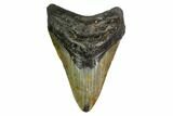 Fossil Megalodon Tooth - North Carolina #149403-1